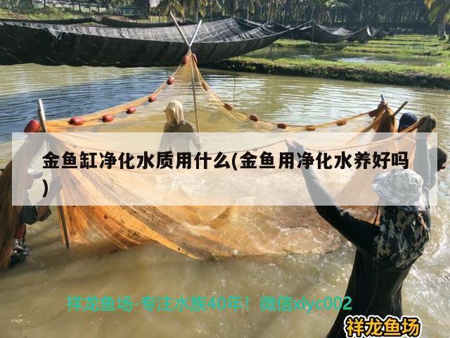 金魚缸凈化水質(zhì)用什么(金魚用凈化水養(yǎng)好嗎)