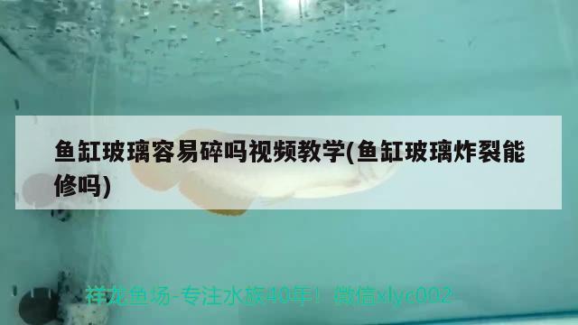 魚(yú)缸玻璃容易碎嗎視頻教學(xué)(魚(yú)缸玻璃炸裂能修嗎) 泰龐海鰱魚(yú)