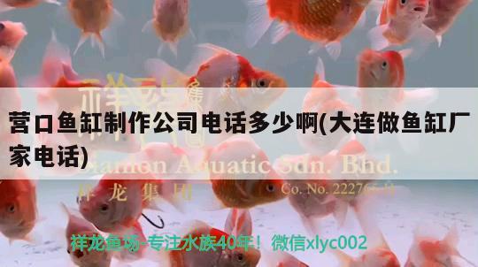 營口魚缸制作公司電話多少啊(大連做魚缸廠家電話) 杰西卡恐龍魚