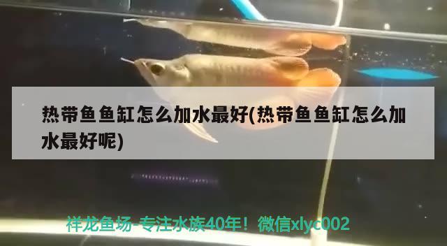 熱帶魚魚缸怎么加水最好(熱帶魚魚缸怎么加水最好呢) 金頭過背金龍魚