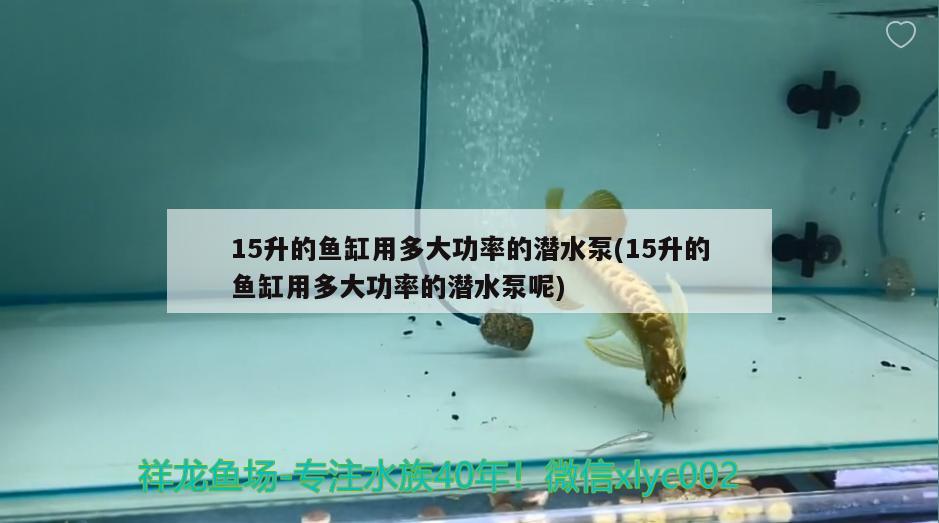 15升的魚缸用多大功率的潛水泵(15升的魚缸用多大功率的潛水泵呢) 黃金招財貓魚