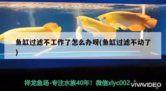 魚缸過濾不工作了怎么辦呀(魚缸過濾不動了) 觀賞魚水族批發(fā)市場