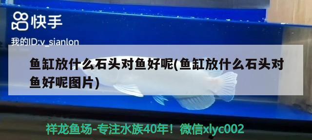 魚缸放什么石頭對魚好呢(魚缸放什么石頭對魚好呢圖片) 白化火箭魚