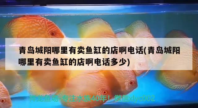 青島城陽哪里有賣魚缸的店啊電話(青島城陽哪里有賣魚缸的店啊電話多少) 龍魚批發(fā)