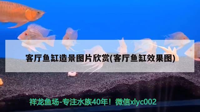 客廳魚缸造景圖片欣賞(客廳魚缸效果圖)