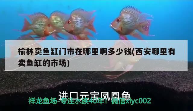 榆林賣魚缸門市在哪里啊多少錢(西安哪里有賣魚缸的市場) 白子銀龍魚苗