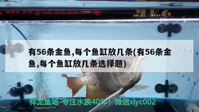 有56條金魚,每個魚缸放幾條(有56條金魚,每個魚缸放幾條選擇題) 魚缸等水族設(shè)備