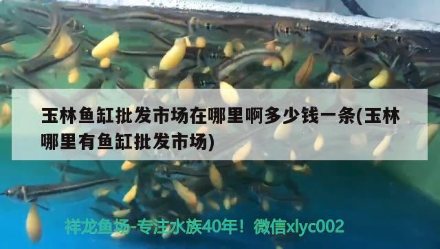 玉林魚缸批發(fā)市場(chǎng)在哪里啊多少錢一條(玉林哪里有魚缸批發(fā)市場(chǎng)) 虎紋銀版魚