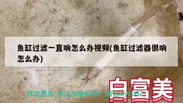 魚缸過(guò)濾一直響怎么辦視頻(魚缸過(guò)濾器很響怎么辦) 銀河星鉆魚