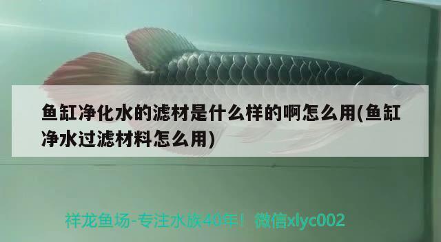 魚缸凈化水的濾材是什么樣的啊怎么用(魚缸凈水過濾材料怎么用)