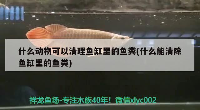 什么動物可以清理魚缸里的魚糞(什么能清除魚缸里的魚糞) 古典過背金龍魚