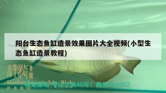 陽臺(tái)生態(tài)魚缸造景效果圖片大全視頻(小型生態(tài)魚缸造景教程)