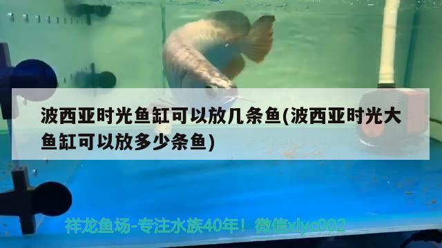 波西亞時光魚缸可以放幾條魚(波西亞時光大魚缸可以放多少條魚) 賽級紅龍魚