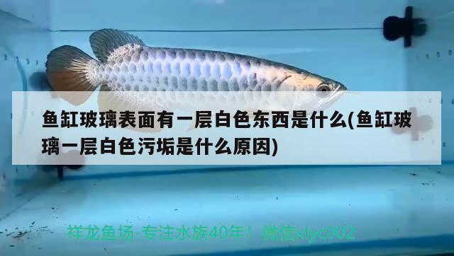 魚缸玻璃表面有一層白色東西是什么(魚缸玻璃一層白色污垢是什么原因) 三間鼠魚苗