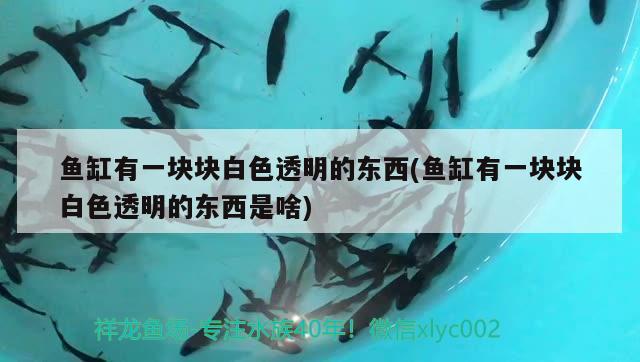 魚缸有一塊塊白色透明的東西(魚缸有一塊塊白色透明的東西是啥) 二氧化碳設備