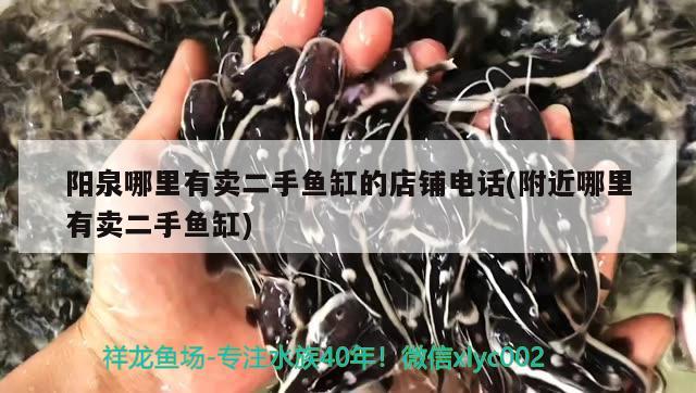 陽(yáng)泉哪里有賣二手魚缸的店鋪電話(附近哪里有賣二手魚缸) 白子球鯊魚