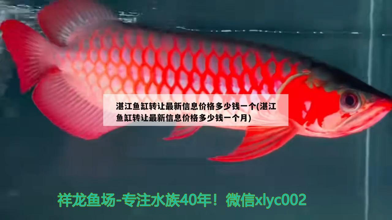 湛江魚缸轉(zhuǎn)讓最新信息價格多少錢一個(湛江魚缸轉(zhuǎn)讓最新信息價格多少錢一個月) 短身紅龍魚