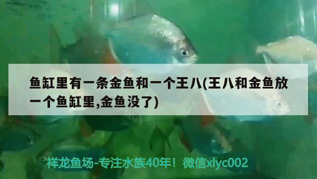 魚缸里有一條金魚和一個王八(王八和金魚放一個魚缸里,金魚沒了) 觀賞魚進(jìn)出口