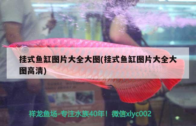 掛式魚(yú)缸圖片大全大圖(掛式魚(yú)缸圖片大全大圖高清) 祥龍魚(yú)場(chǎng)