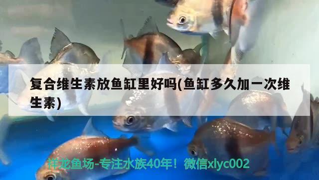 復(fù)合維生素放魚(yú)缸里好嗎(魚(yú)缸多久加一次維生素) 巴西亞魚(yú)苗