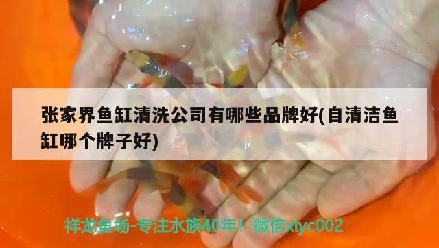 張家界魚缸清洗公司有哪些品牌好(自清潔魚缸哪個牌子好) 委內瑞拉奧里諾三間魚苗