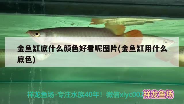 金魚缸底什么顏色好看呢圖片(金魚缸用什么底色)