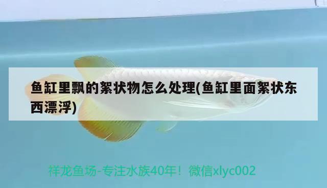 魚缸里飄的絮狀物怎么處理(魚缸里面絮狀東西漂浮) 麥肯斯銀版魚 第1張