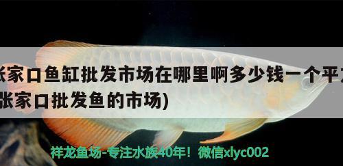 張家口魚缸批發(fā)市場在哪里啊多少錢一個平方(張家口批發(fā)魚的市場) 祥禾Super Red紅龍魚