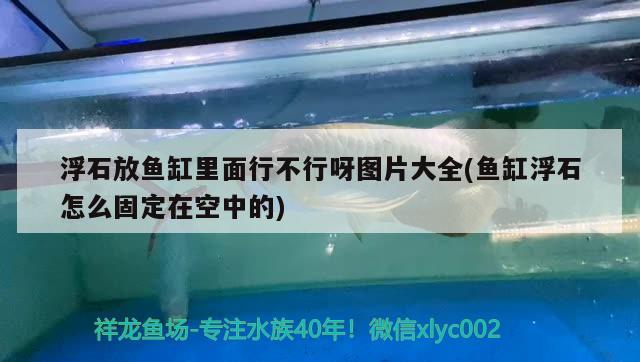 浮石放魚(yú)缸里面行不行呀圖片大全(魚(yú)缸浮石怎么固定在空中的) 黃金眼鏡蛇雷龍魚(yú)