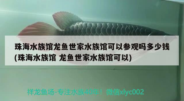 珠海水族館龍魚(yú)世家水族館可以參觀嗎多少錢(qián)(珠海水族館龍魚(yú)世家水族館可以) 黑金魟魚(yú)