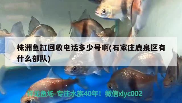 株洲魚缸回收電話多少號(hào)啊(石家莊鹿泉區(qū)有什么部隊(duì))