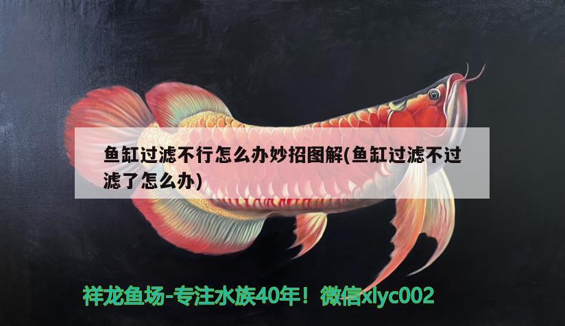 魚缸過濾不行怎么辦妙招圖解(魚缸過濾不過濾了怎么辦) 祥禾Super Red紅龍魚