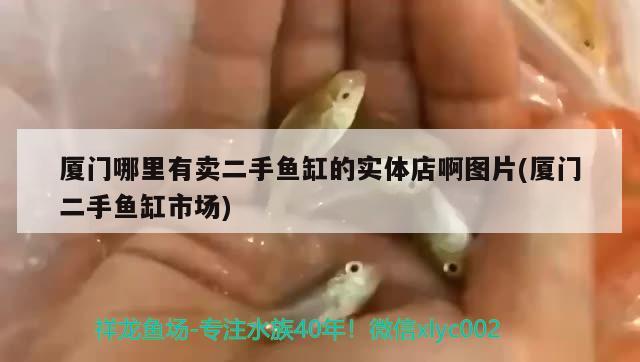 廈門哪里有賣二手魚缸的實體店啊圖片(廈門二手魚缸市場)