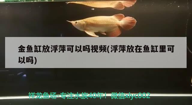 金魚缸放浮萍可以嗎視頻(浮萍放在魚缸里可以嗎) 觀賞魚飼料