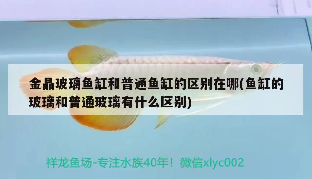 金晶玻璃魚缸和普通魚缸的區(qū)別在哪(魚缸的玻璃和普通玻璃有什么區(qū)別) 撒旦鴨嘴魚