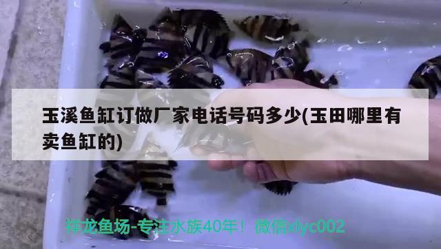 玉溪魚缸訂做廠家電話號碼多少(玉田哪里有賣魚缸的) 一眉道人魚苗