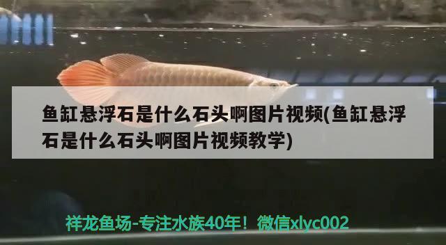 魚缸懸浮石是什么石頭啊圖片視頻(魚缸懸浮石是什么石頭啊圖片視頻教學(xué)) 錦鯉魚