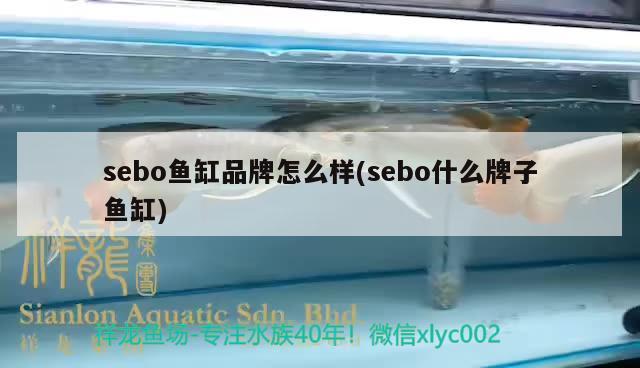 sebo魚缸品牌怎么樣(sebo什么牌子魚缸) 水族維護(hù)服務(wù)（上門）