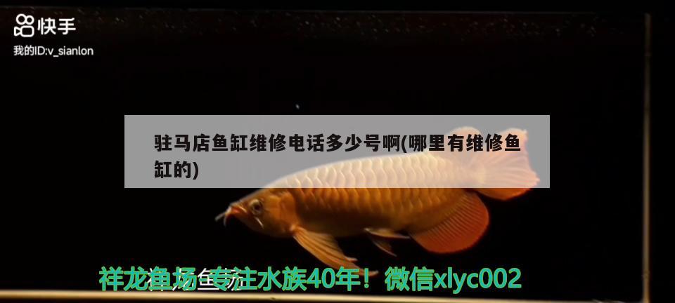 駐馬店魚缸維修電話多少號啊(哪里有維修魚缸的) 三間鼠魚