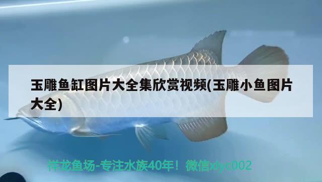 玉雕魚缸圖片大全集欣賞視頻(玉雕小魚圖片大全) 其他益生菌