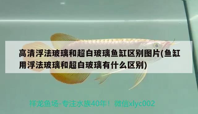 高清浮法玻璃和超白玻璃魚缸區(qū)別圖片(魚缸用浮法玻璃和超白玻璃有什么區(qū)別)