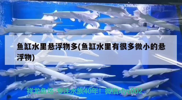 魚缸水里懸浮物多(魚缸水里有很多微小的懸浮物) 紅勾銀版魚