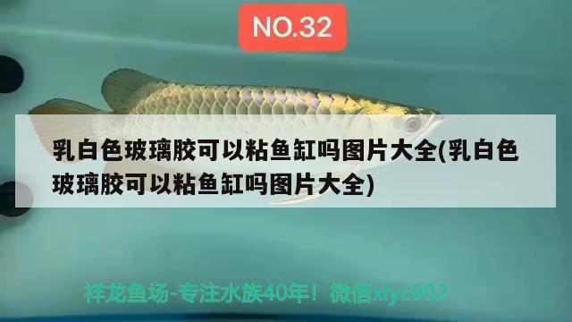 乳白色玻璃膠可以粘魚缸嗎圖片大全(乳白色玻璃膠可以粘魚缸嗎圖片大全) 白玉紅龍魚