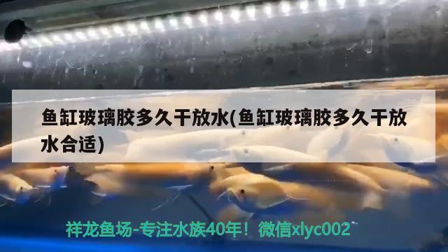 魚缸玻璃膠多久干放水(魚缸玻璃膠多久干放水合適) 水族雜談