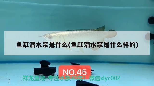 魚(yú)缸潛水泵是什么(魚(yú)缸潛水泵是什么樣的)