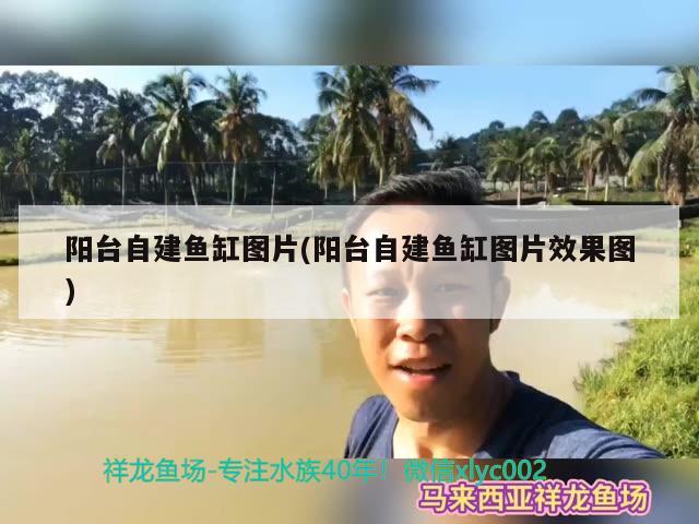 陽臺(tái)自建魚缸圖片(陽臺(tái)自建魚缸圖片效果圖) 水草