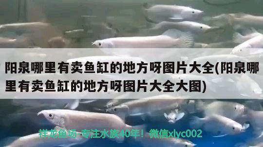 陽(yáng)泉哪里有賣魚(yú)缸的地方呀圖片大全(陽(yáng)泉哪里有賣魚(yú)缸的地方呀圖片大全大圖) 球鯊魚(yú)