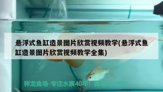 懸浮式魚缸造景圖片欣賞視頻教學(懸浮式魚缸造景圖片欣賞視頻教學全集)