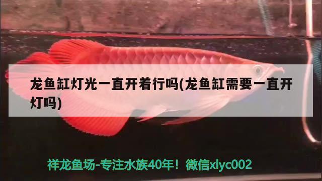 龍魚缸燈光一直開著行嗎(龍魚缸需要一直開燈嗎)