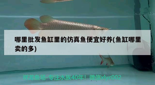 哪里批發(fā)魚缸里的仿真魚便宜好養(yǎng)(魚缸哪里賣的多) 紅勾銀版魚